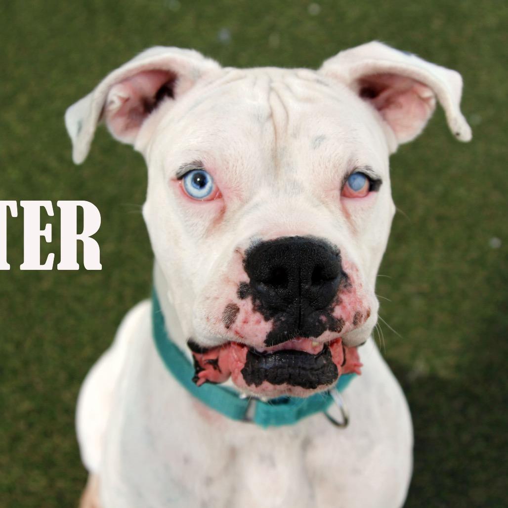 Enlarge Tater, a Adoptable mixed breed in Mooresville, NC image 3/3