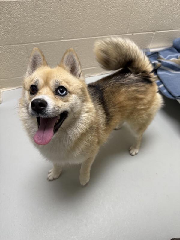 Snowball, Adoptable, Adult Female Mixed Breed.