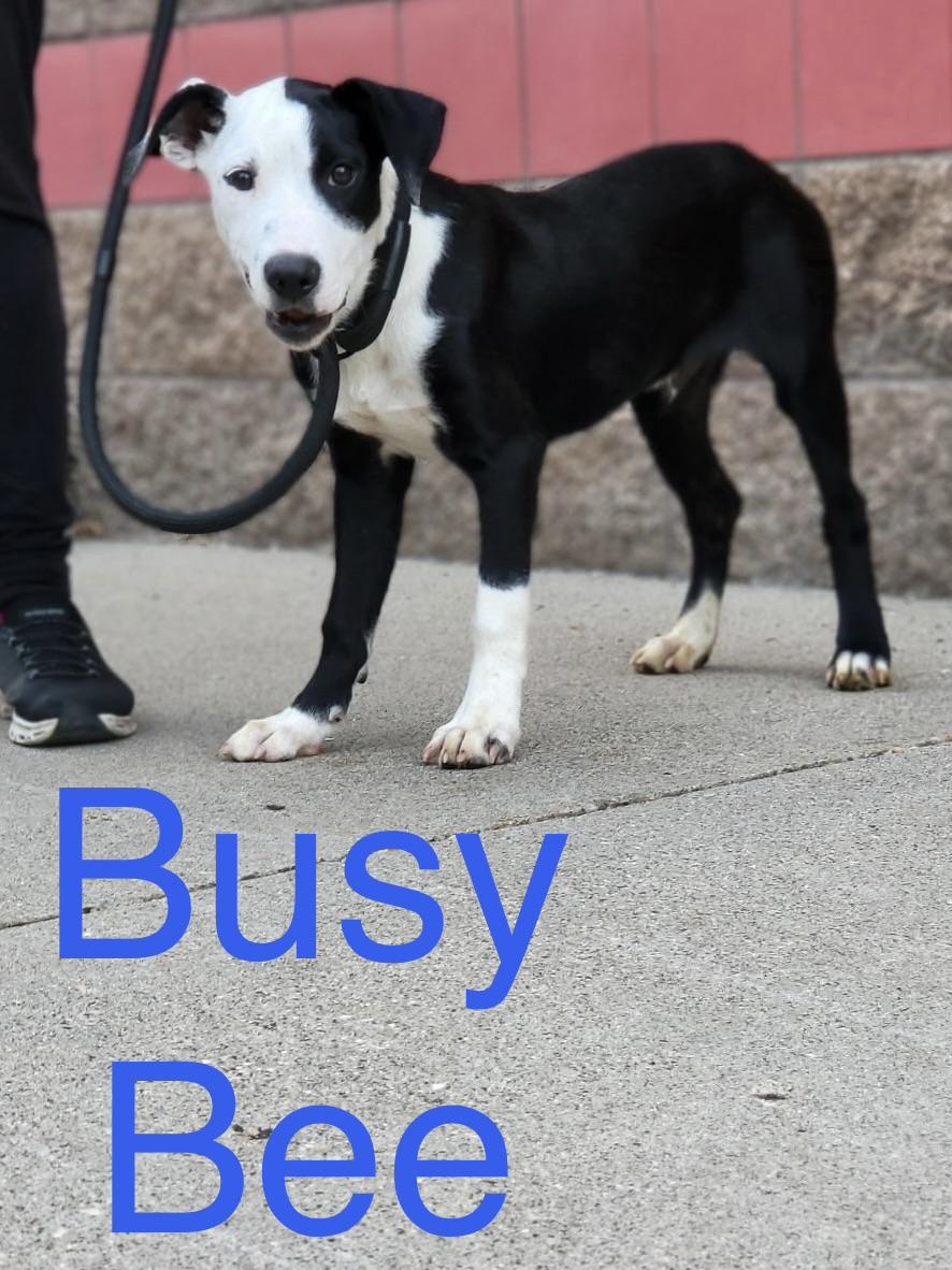 Busy Bee, Adoptable, Puppy Male Border Collie & Mixed Breed.