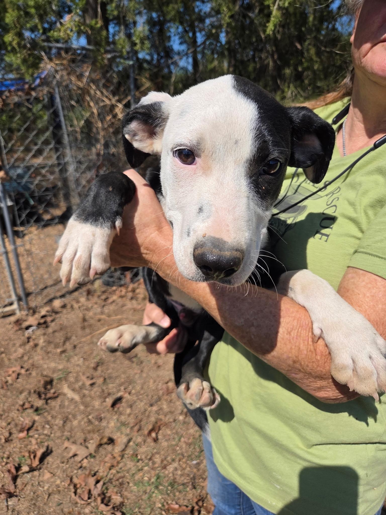 Enlarge Busy Bee, a Adoptable mixed breed in Zimmerman, MN image 2/2