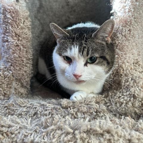 Enlarge Lindsay, an adopted Domestic Short Hair in East Brunswick, NJ image 2/5