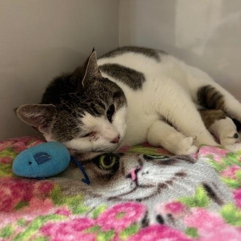 Enlarge Lindsay, an adopted Domestic Short Hair in East Brunswick, NJ image 4/5