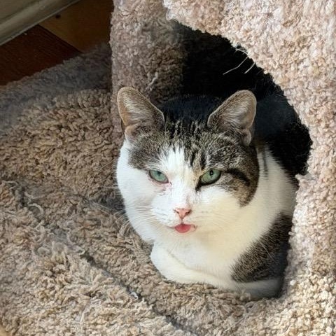 Lindsay, adopted, Adult Female Domestic Short Hair.