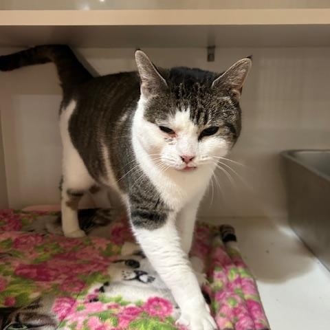 Enlarge Lindsay, an adopted Domestic Short Hair in East Brunswick, NJ image 5/5