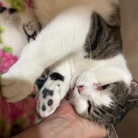 Enlarge Lindsay, an adopted Domestic Short Hair in East Brunswick, NJ image 3/5