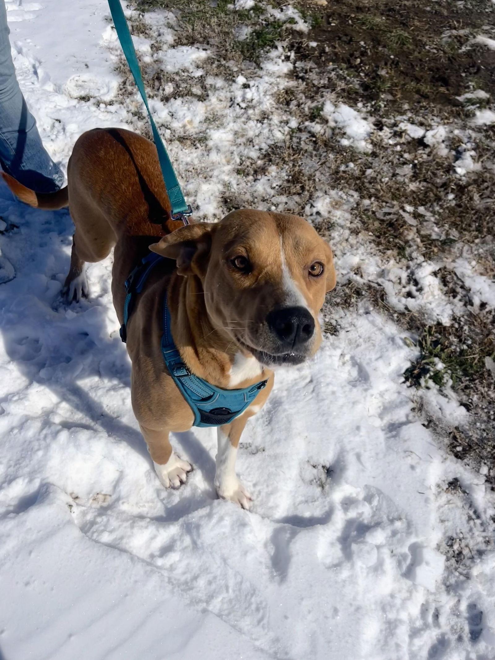 Enlarge LuLu, a Adoptable Retriever in Corning, AR image 1/3