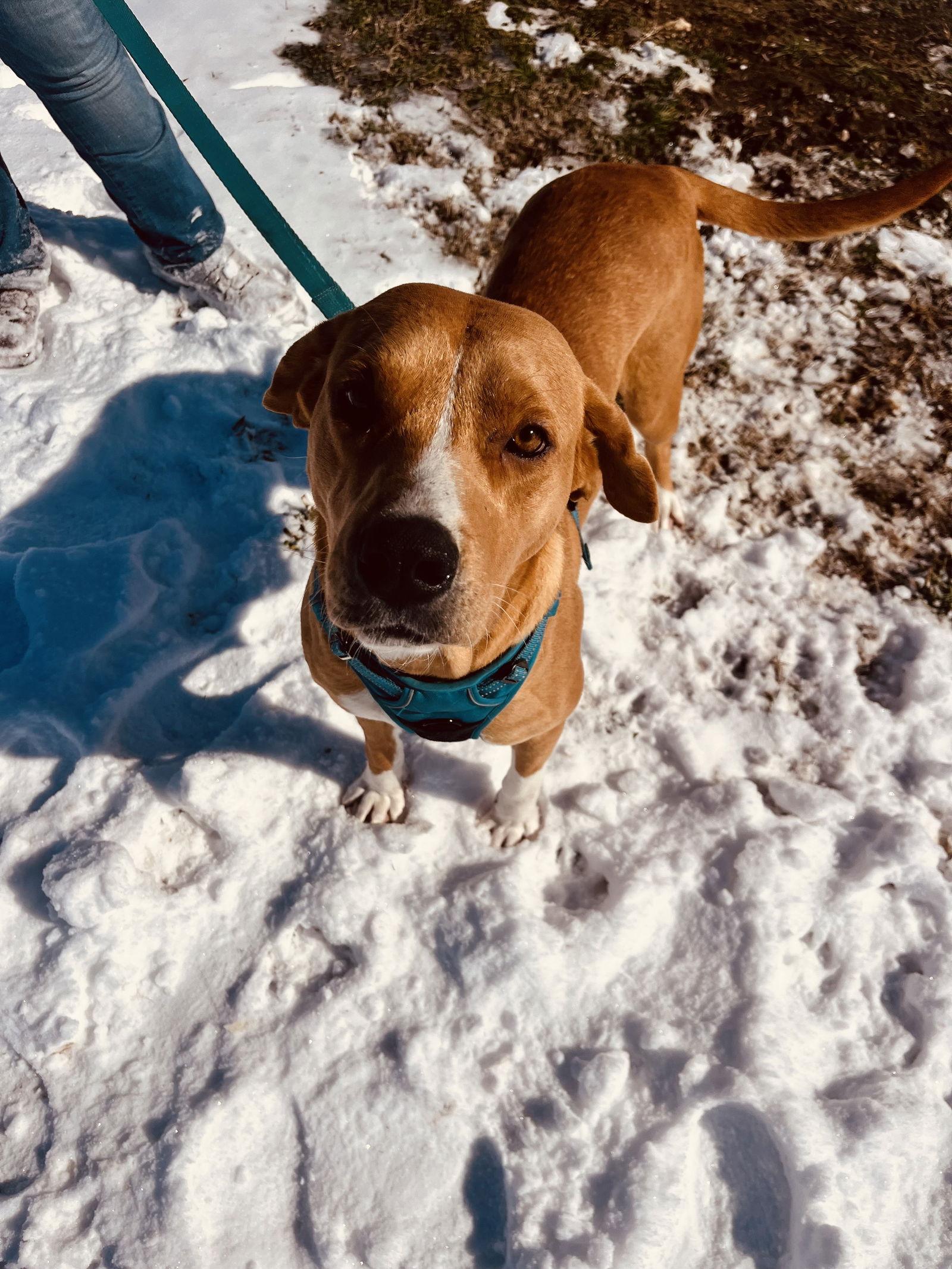 Enlarge LuLu, a Adoptable Retriever in Corning, AR image 2/3