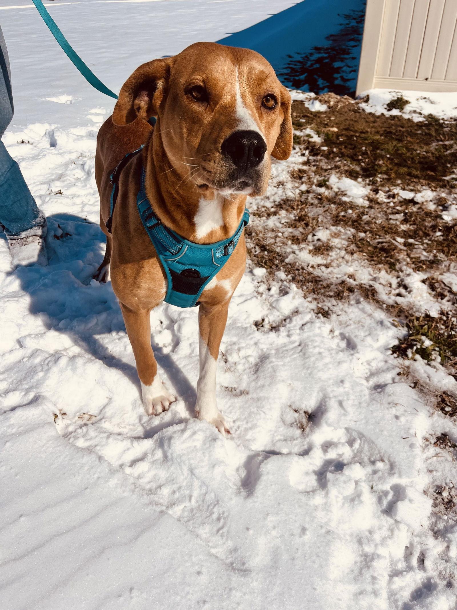Enlarge LuLu, a Adoptable Retriever in Corning, AR image 3/3