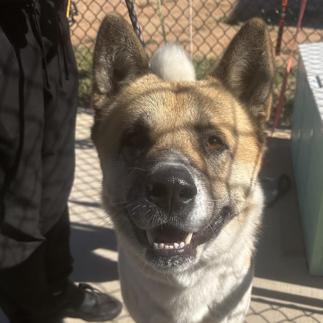 Papa, Adoptable, Senior Male Akita.