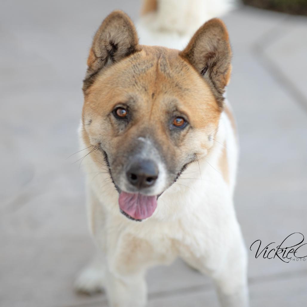 Enlarge Papa, a Adoptable Akita in Abilene, TX image 2/5