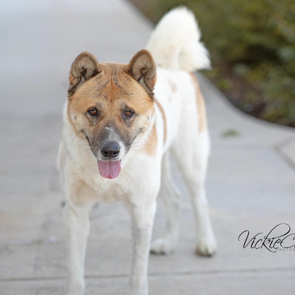 Enlarge Papa, a Adoptable Akita in Abilene, TX image 3/5