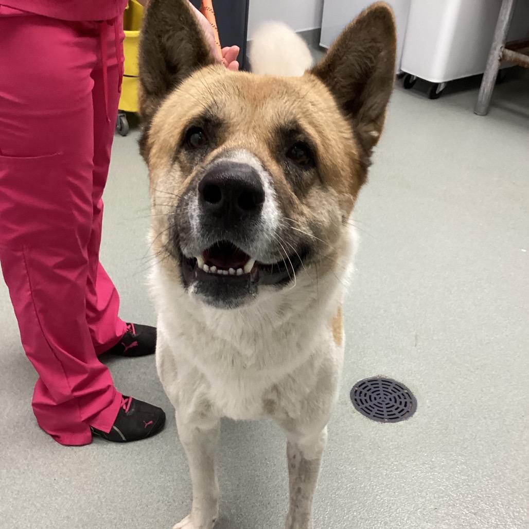 Enlarge Papa, a Adoptable Akita in Abilene, TX image 4/5