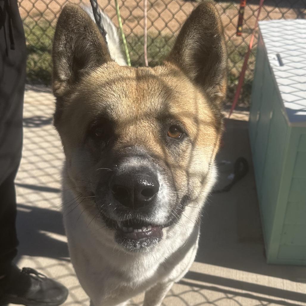 Enlarge Papa, a Adoptable Akita in Abilene, TX image 5/5