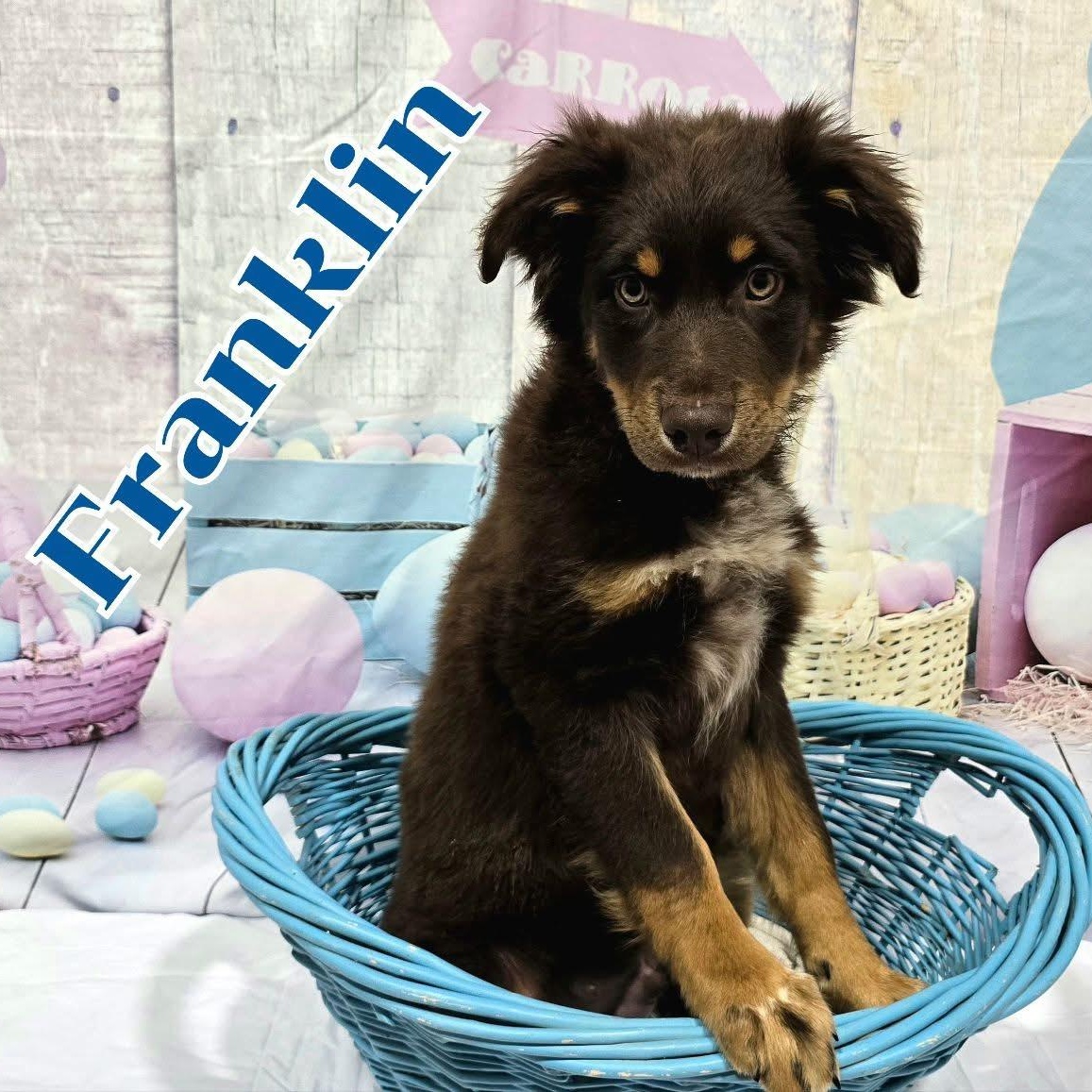 Franklin, adopted, Puppy Male Mixed Breed.