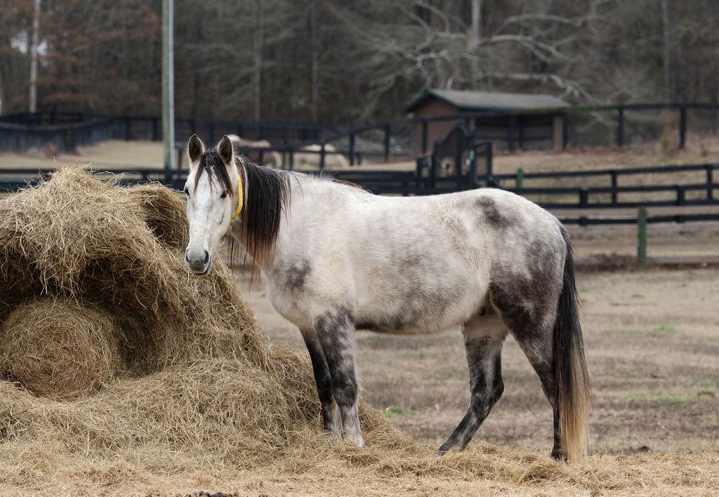 Enlarge Bernie, a ADOPTABLE Tennessee Walker in Aiken, SC image 2/6