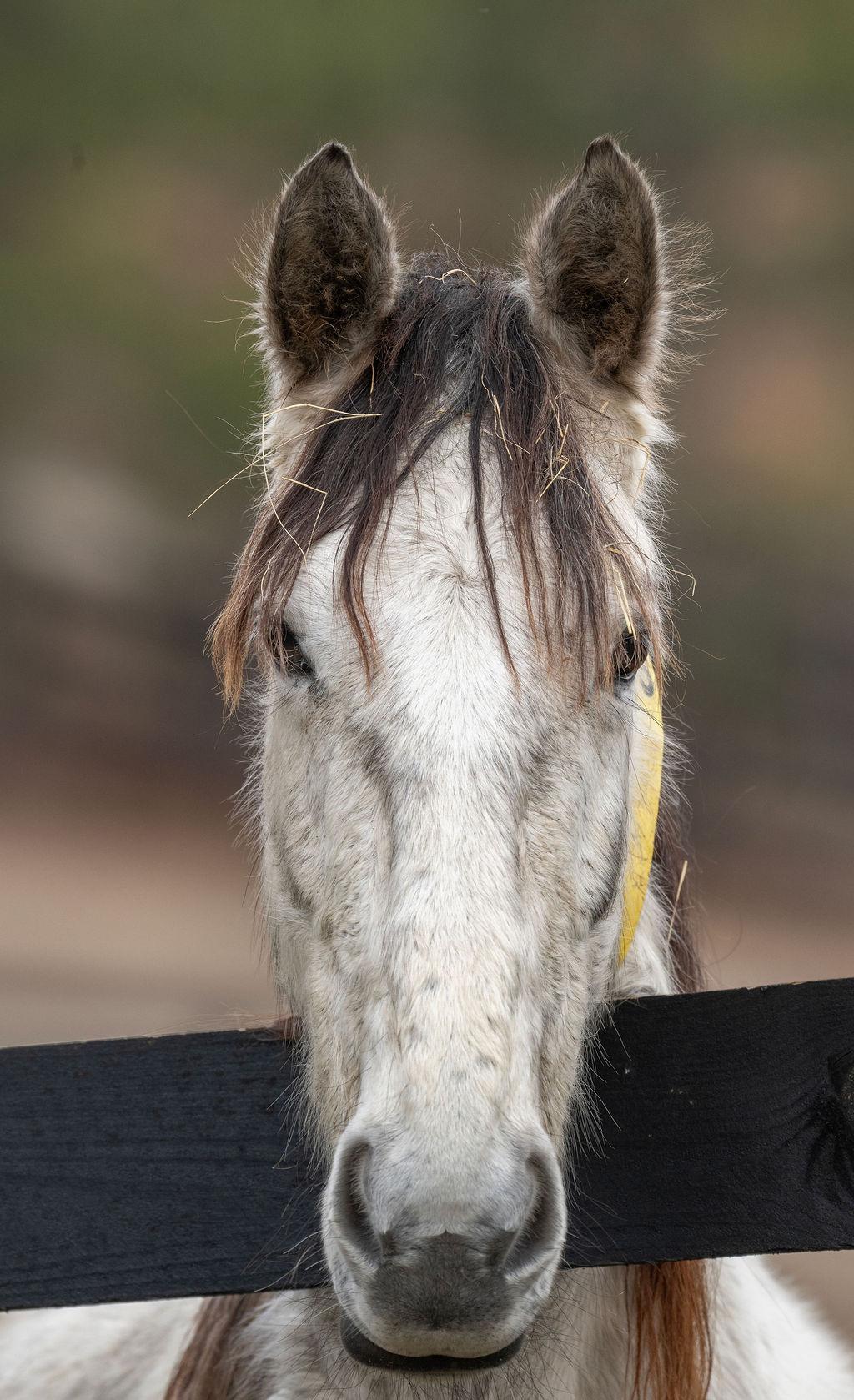 Enlarge Bernie, a ADOPTABLE Tennessee Walker in Aiken, SC image 1/6