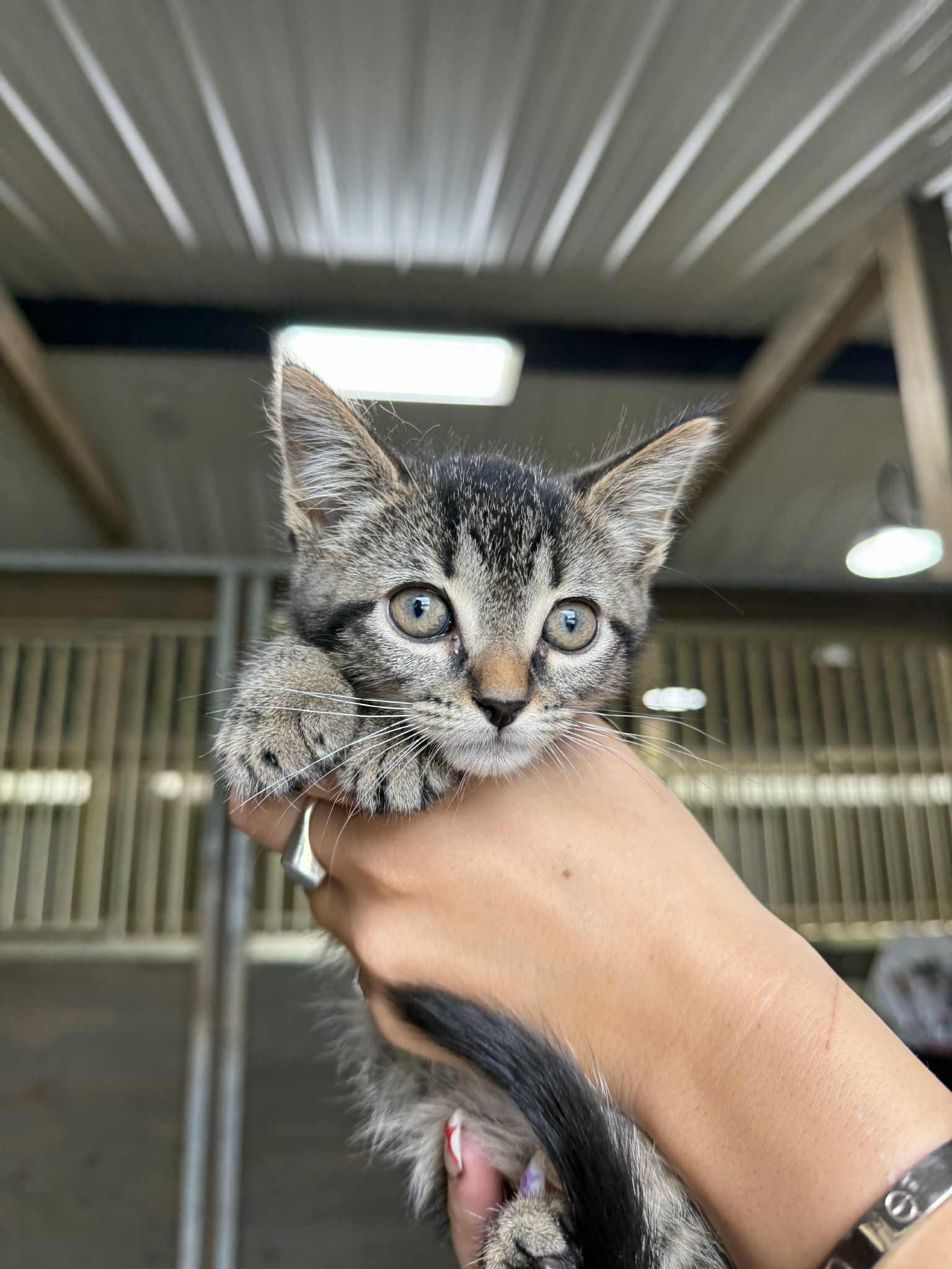 Rupee - At PetSmart