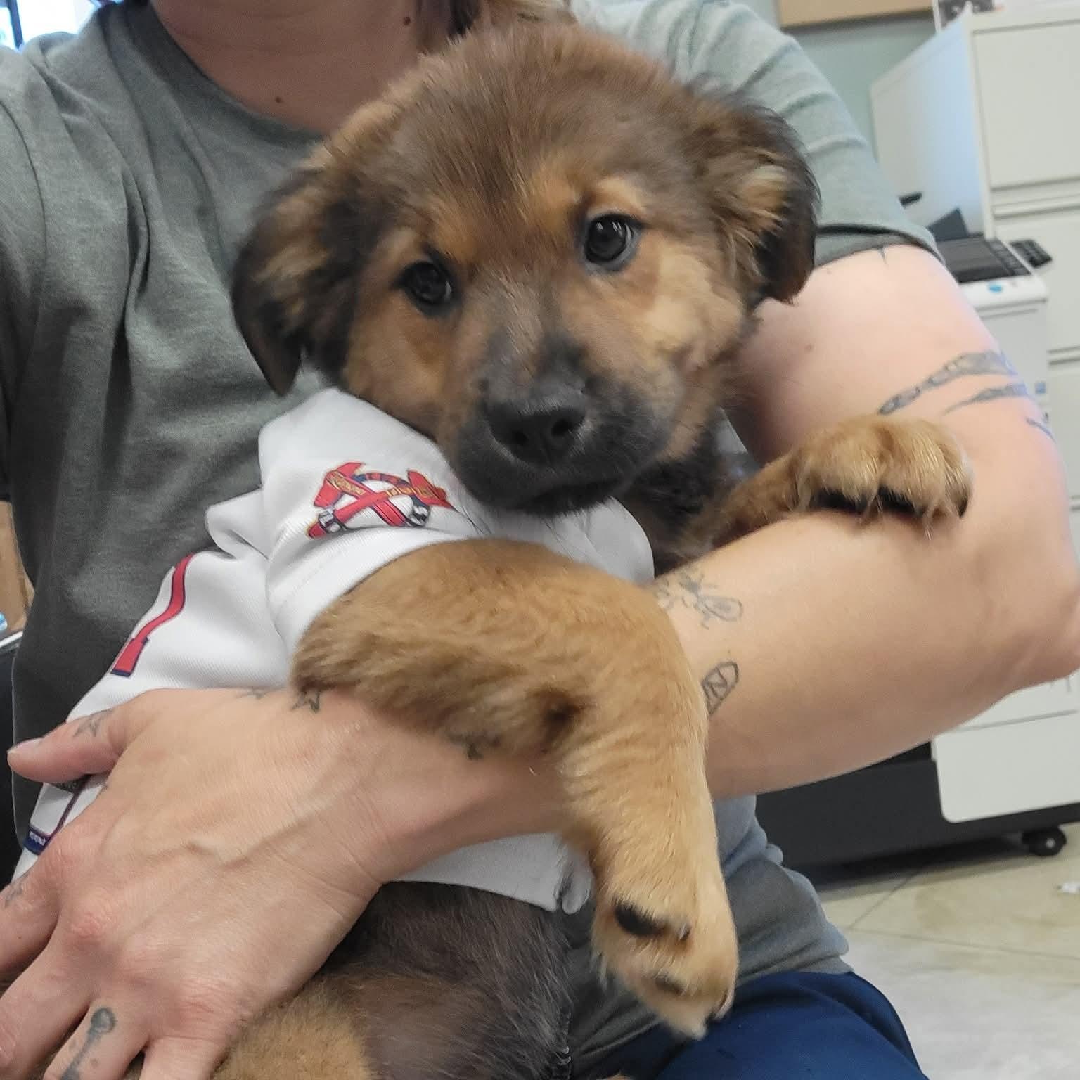 Kiwi, Baby Male Retriever