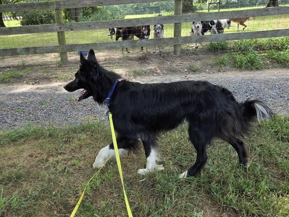 Beckett, a Adoptable Border Collie in Chestertown, MD image 1/3