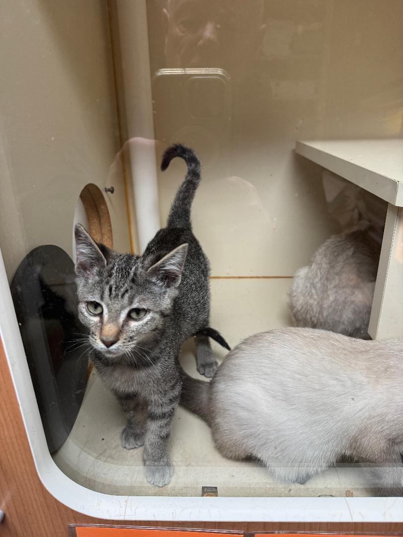 Moonstone, ADOPTABLE, Young Male Domestic Short Hair.