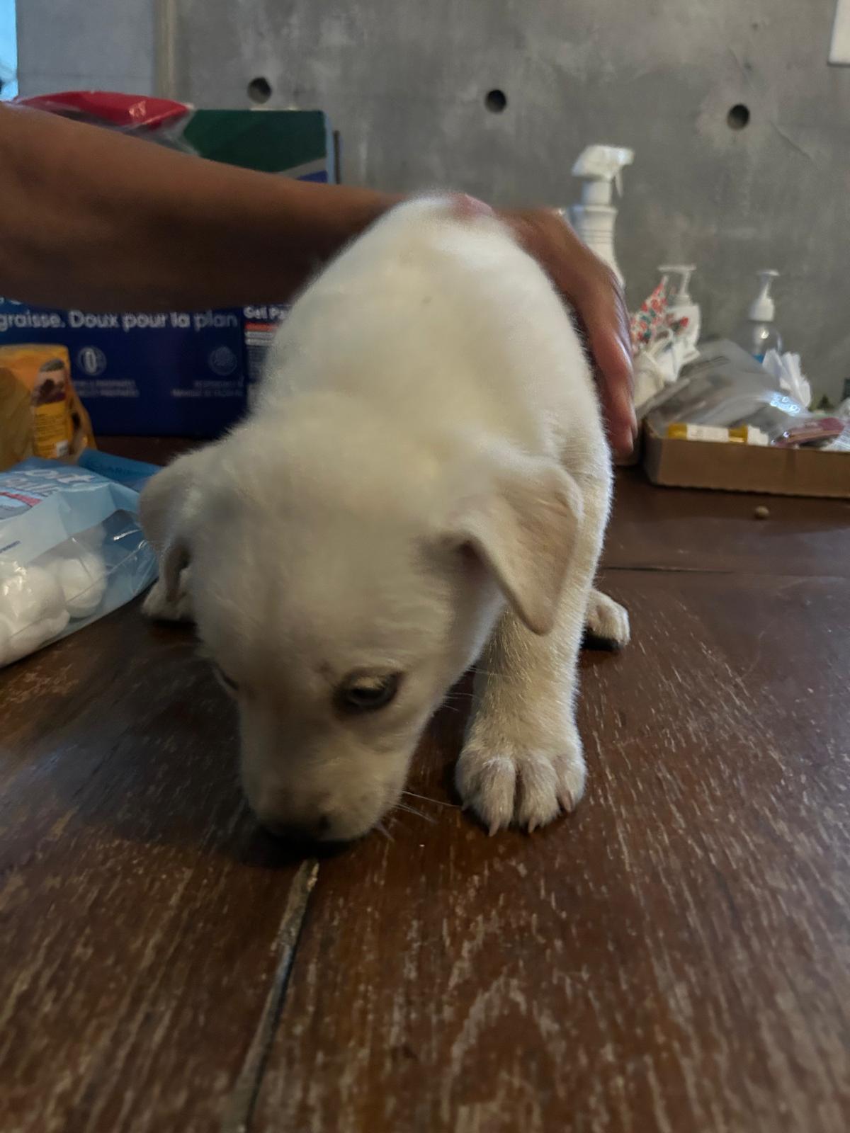 Enlarge Lumi, an adopted mixed breed in Rio Grande, PR image 5/6