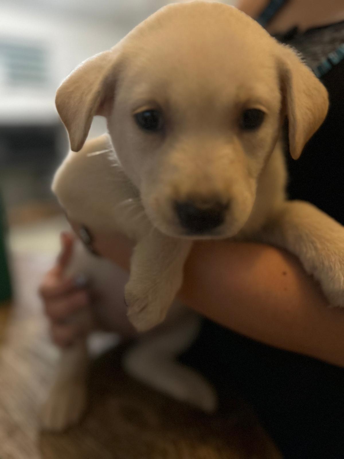 Enlarge Lumi, an adopted mixed breed in Rio Grande, PR image 1/6