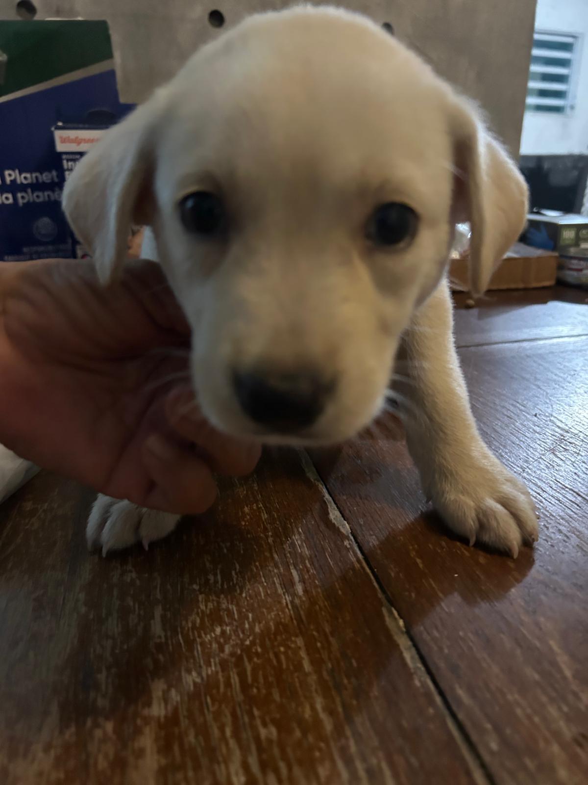 Enlarge Lumi, an adopted mixed breed in Rio Grande, PR image 3/6