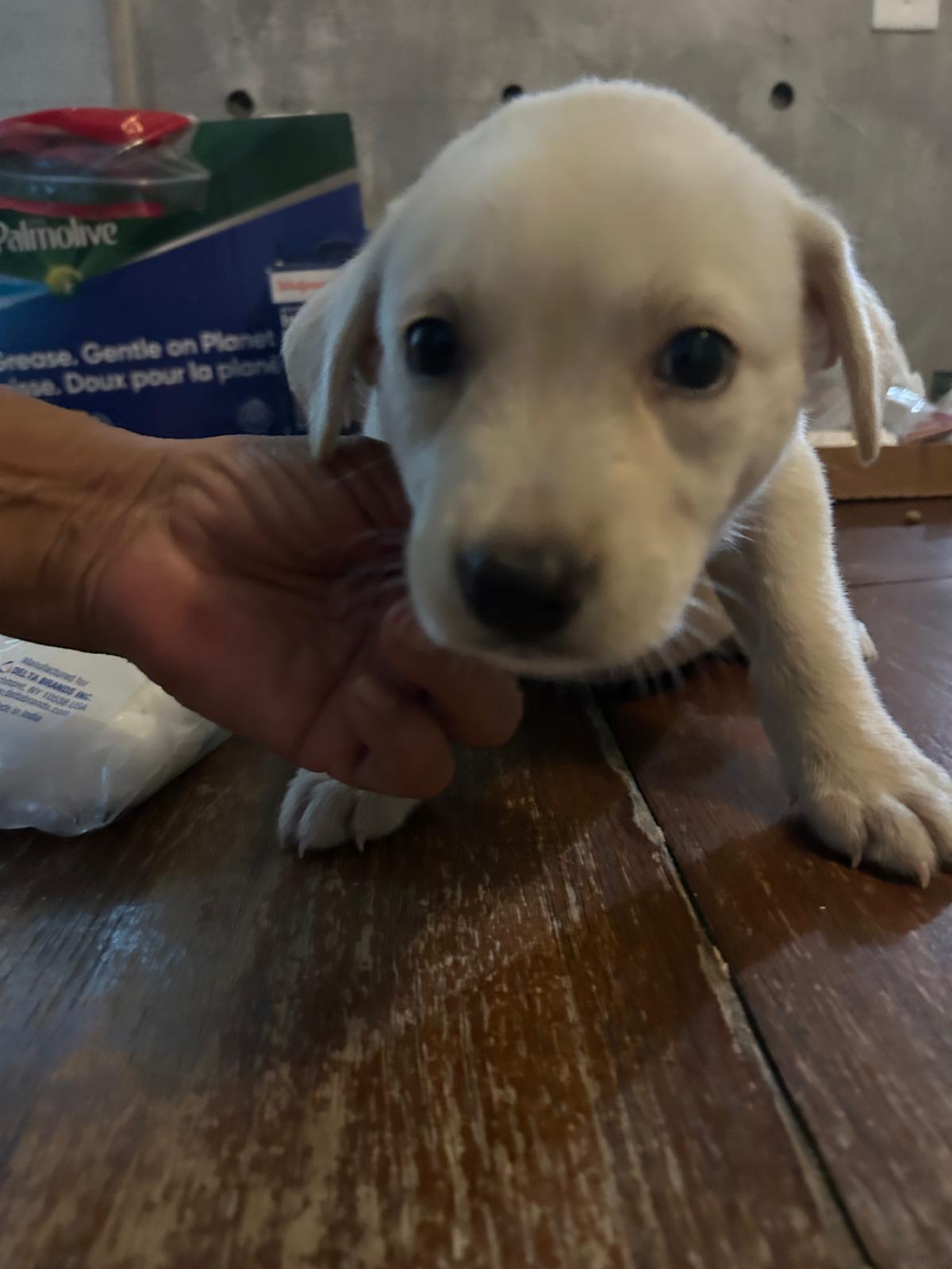 Enlarge Lumi, an adopted mixed breed in Rio Grande, PR image 2/6