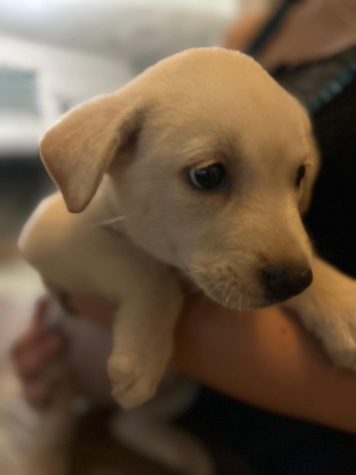 Enlarge Lumi, an adopted mixed breed in Rio Grande, PR image 4/6