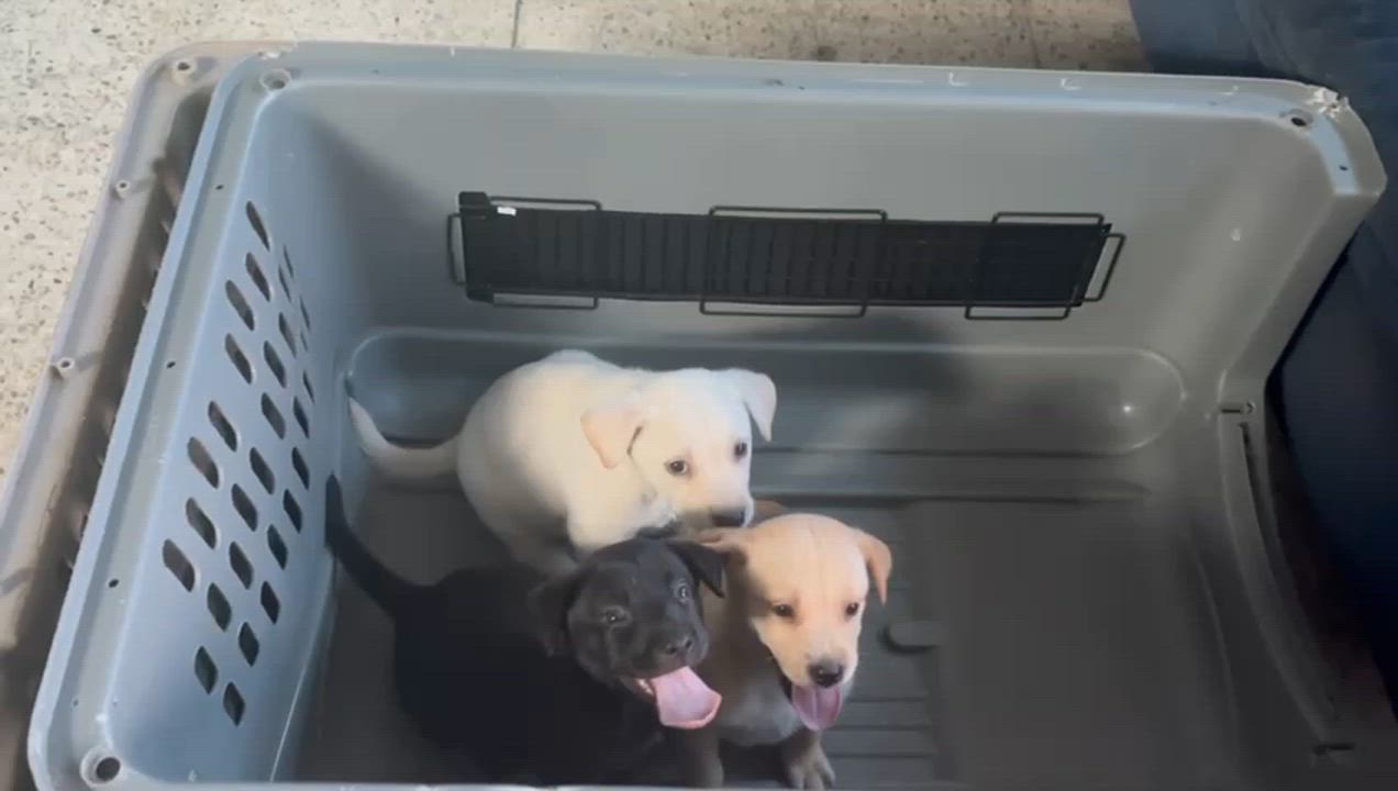 Enlarge Lumi, an adopted mixed breed in Rio Grande, PR video 6/6