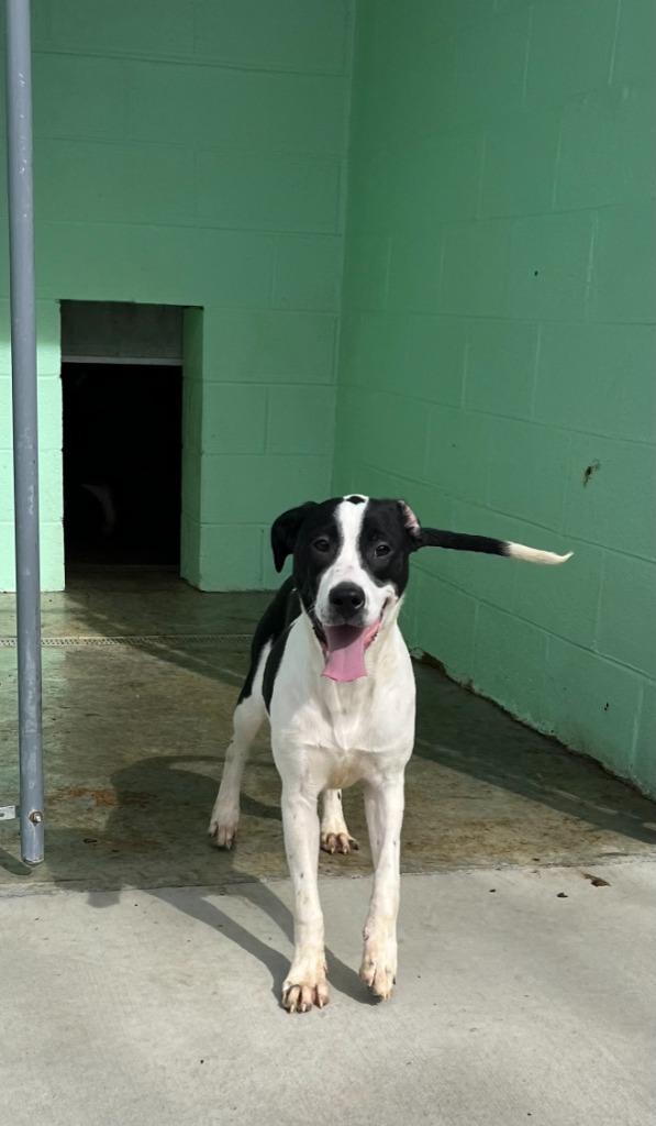 Henry, Adoptable, Young Male Pit Bull Terrier & Schnauzer.
