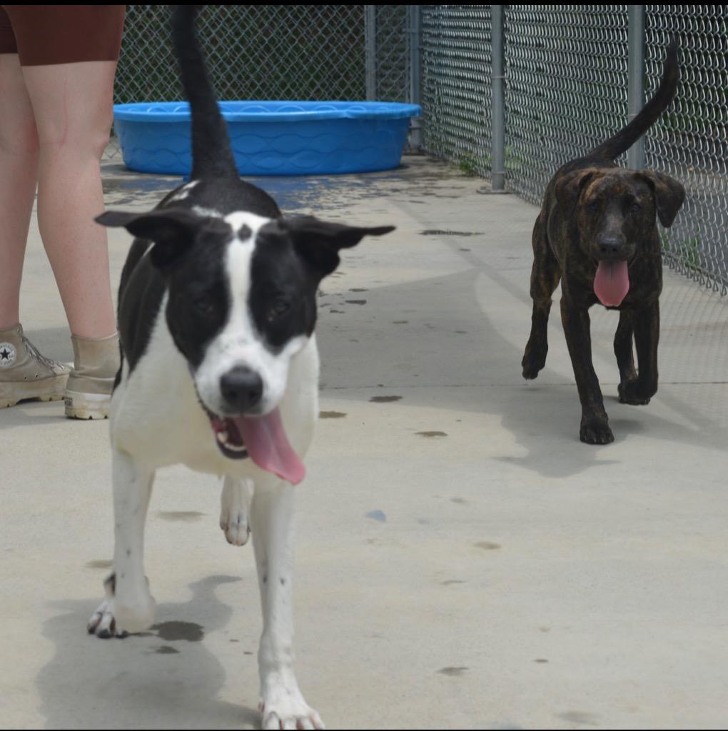 Enlarge Henry, a Adoptable mixed breed in Blountville, TN image 1/6