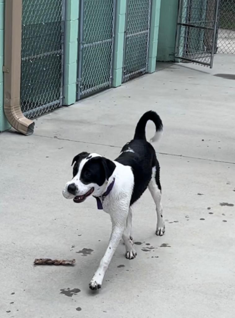 Enlarge Henry, a Adoptable mixed breed in Blountville, TN image 2/6