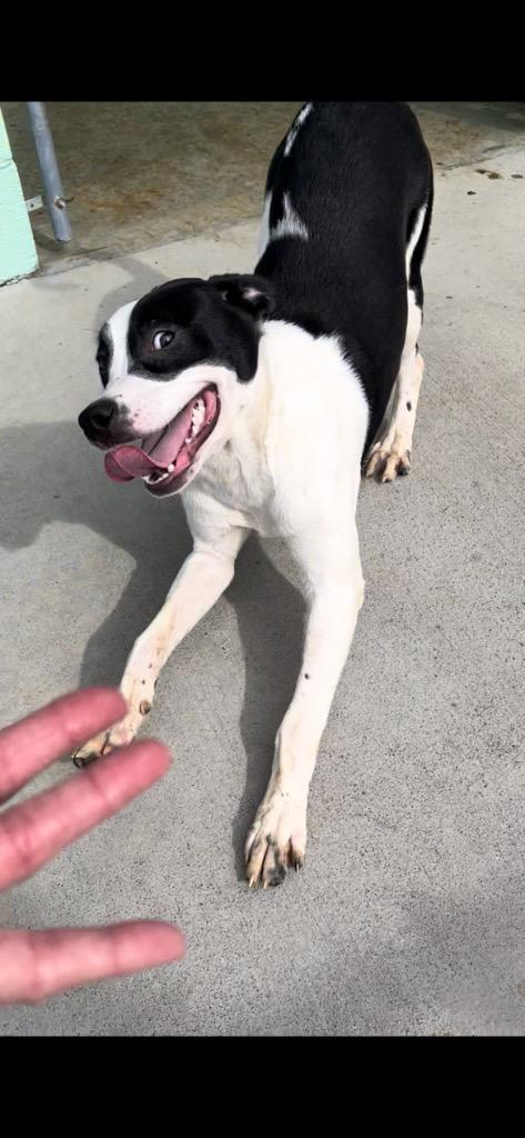 Enlarge Henry, a Adoptable mixed breed in Blountville, TN image 3/6
