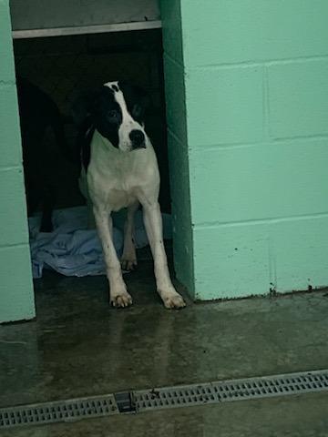 Enlarge Henry, a Adoptable mixed breed in Blountville, TN image 5/6