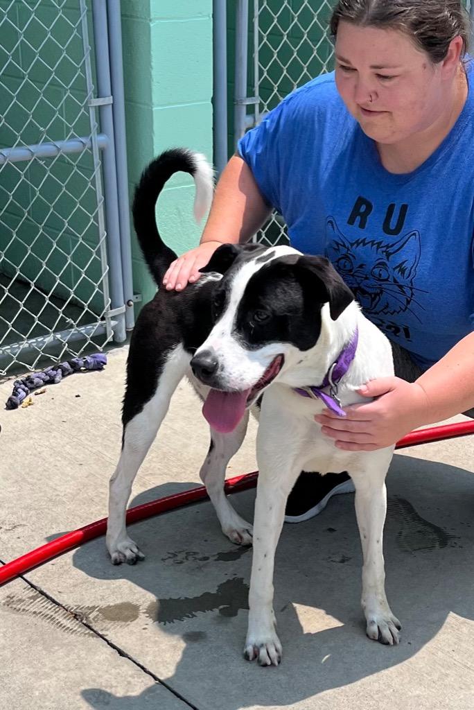 Enlarge Henry, a Adoptable mixed breed in Blountville, TN image 6/6