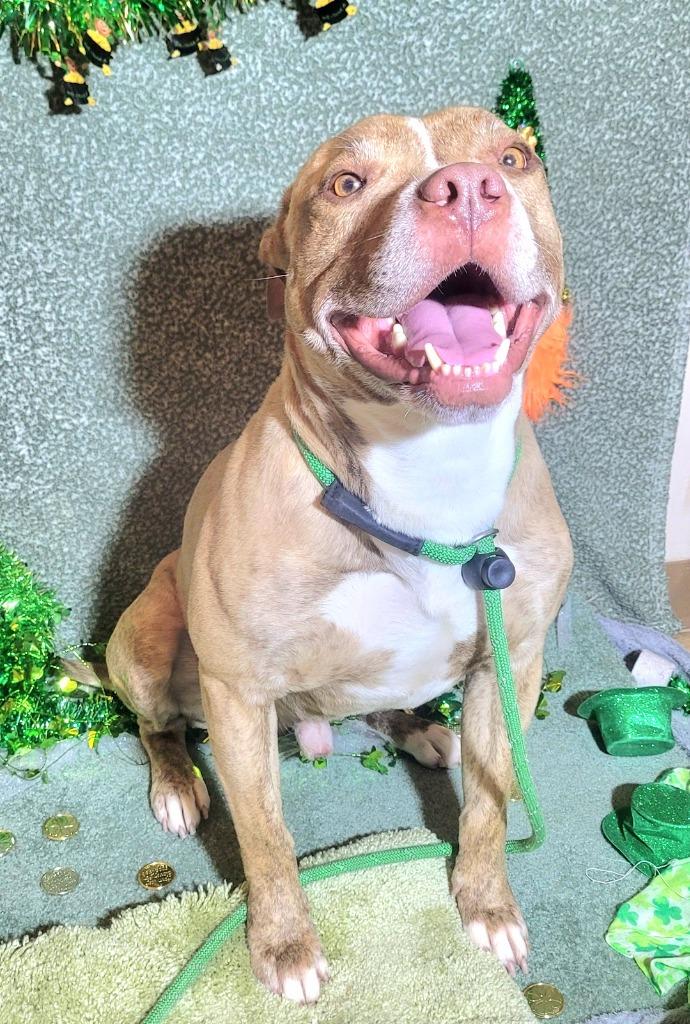 RANGER, a Adoptable Terrier in Wintersville, OH image 4/6