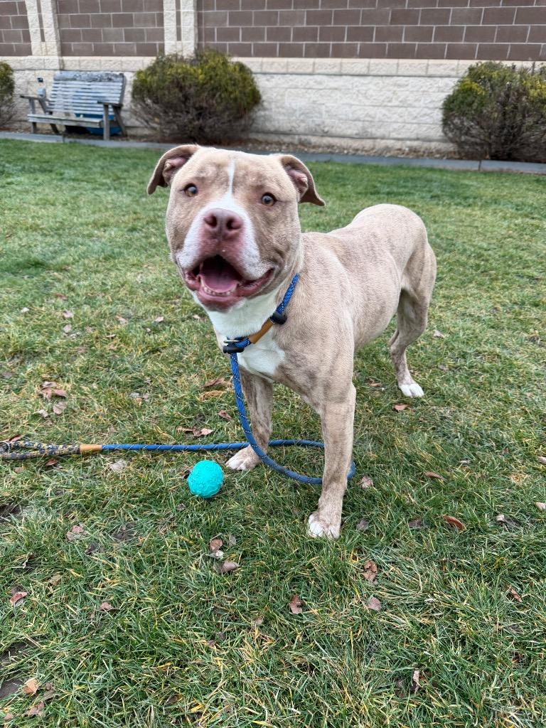 RANGER, a Adoptable Terrier in Wintersville, OH image 6/6