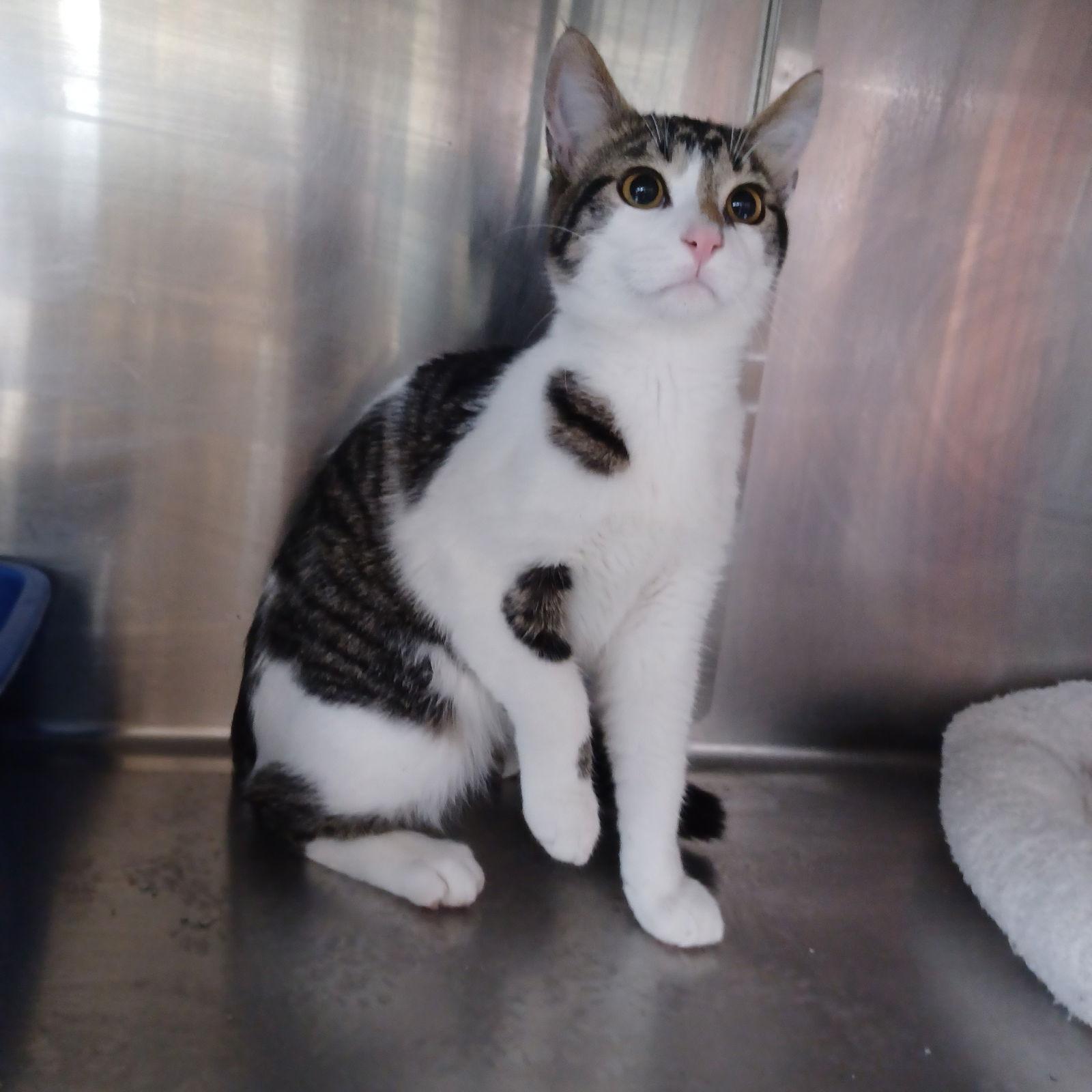 Enlarge Willy, a Adopted Domestic Short Hair in Austin, MN image 1/1