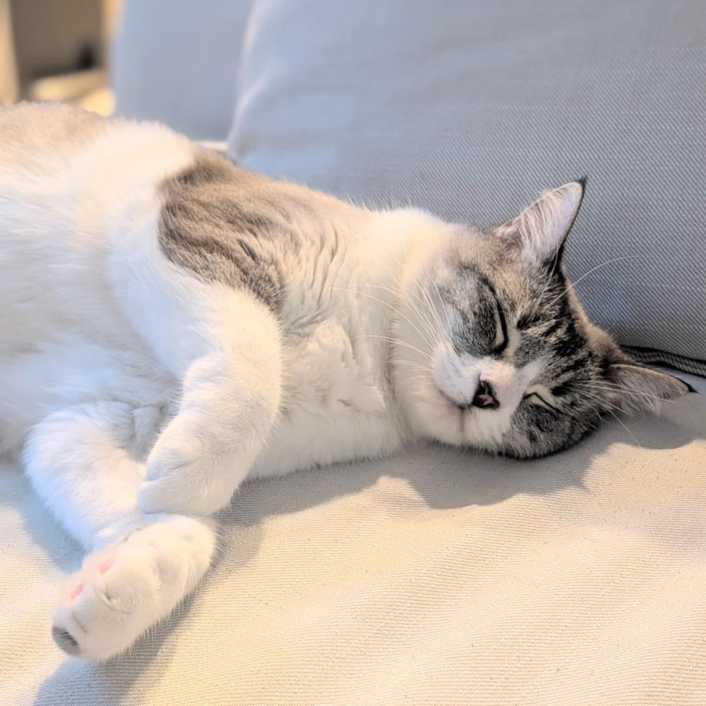 Luna, Adoptable, Adult Female Siamese.