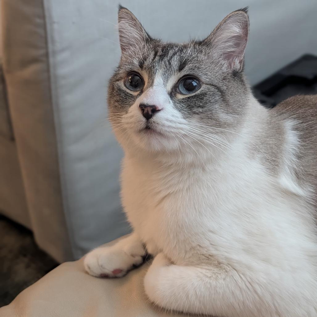 Luna, a Adoptable Siamese in Morgan Hill, CA image 2/3