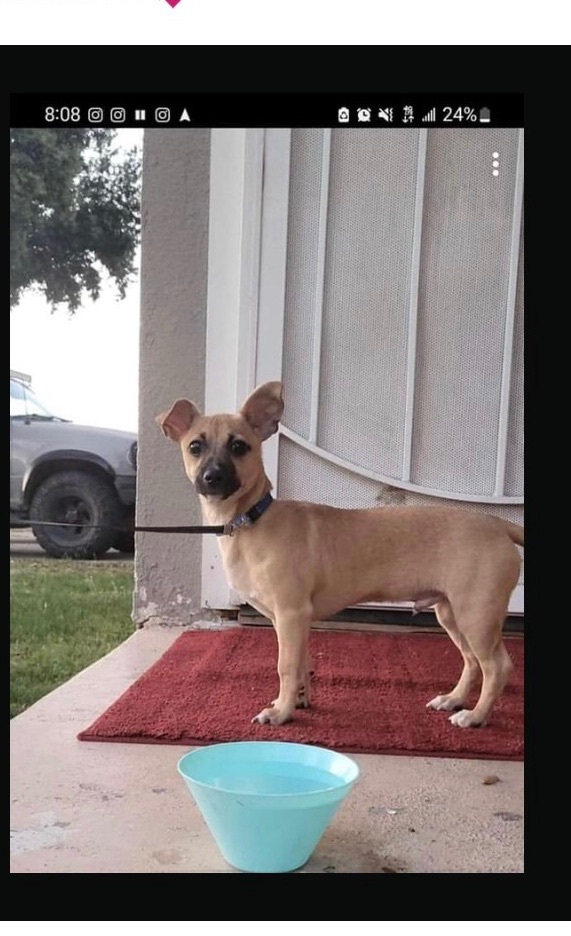 Moses, an adoptable Terrier in Fresno, CA, 93720 | Photo Image 1