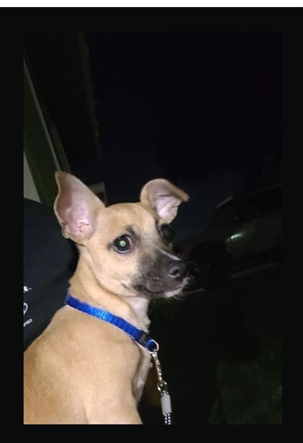 Moses, a Adoptable mixed breed in Fresno, CA image 2/6