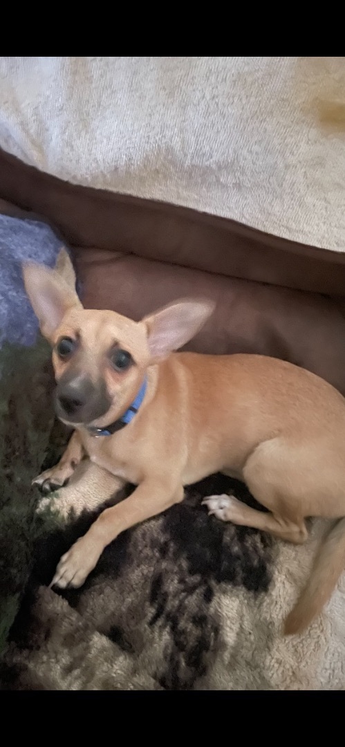 Moses, a Adoptable mixed breed in Fresno, CA image 3/6