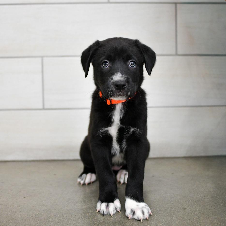 Mocha, Adoptable, Puppy Female Pit Bull Terrier & Great Pyrenees.