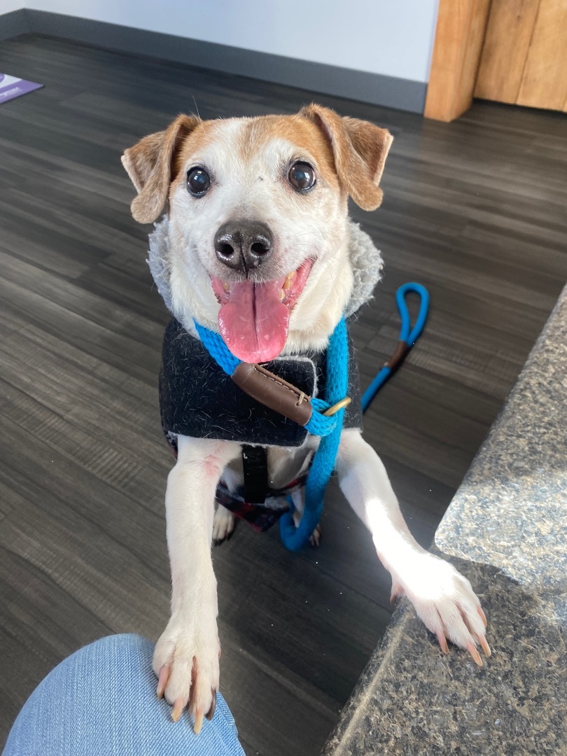 Enlarge Eddie, a Adoptable mixed breed image 1/5