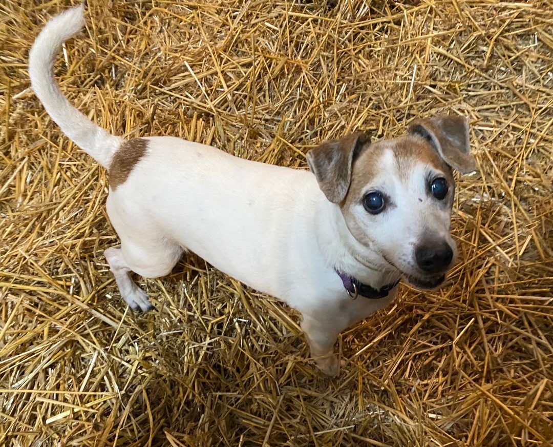 Enlarge Eddie, a Adoptable mixed breed image 2/5