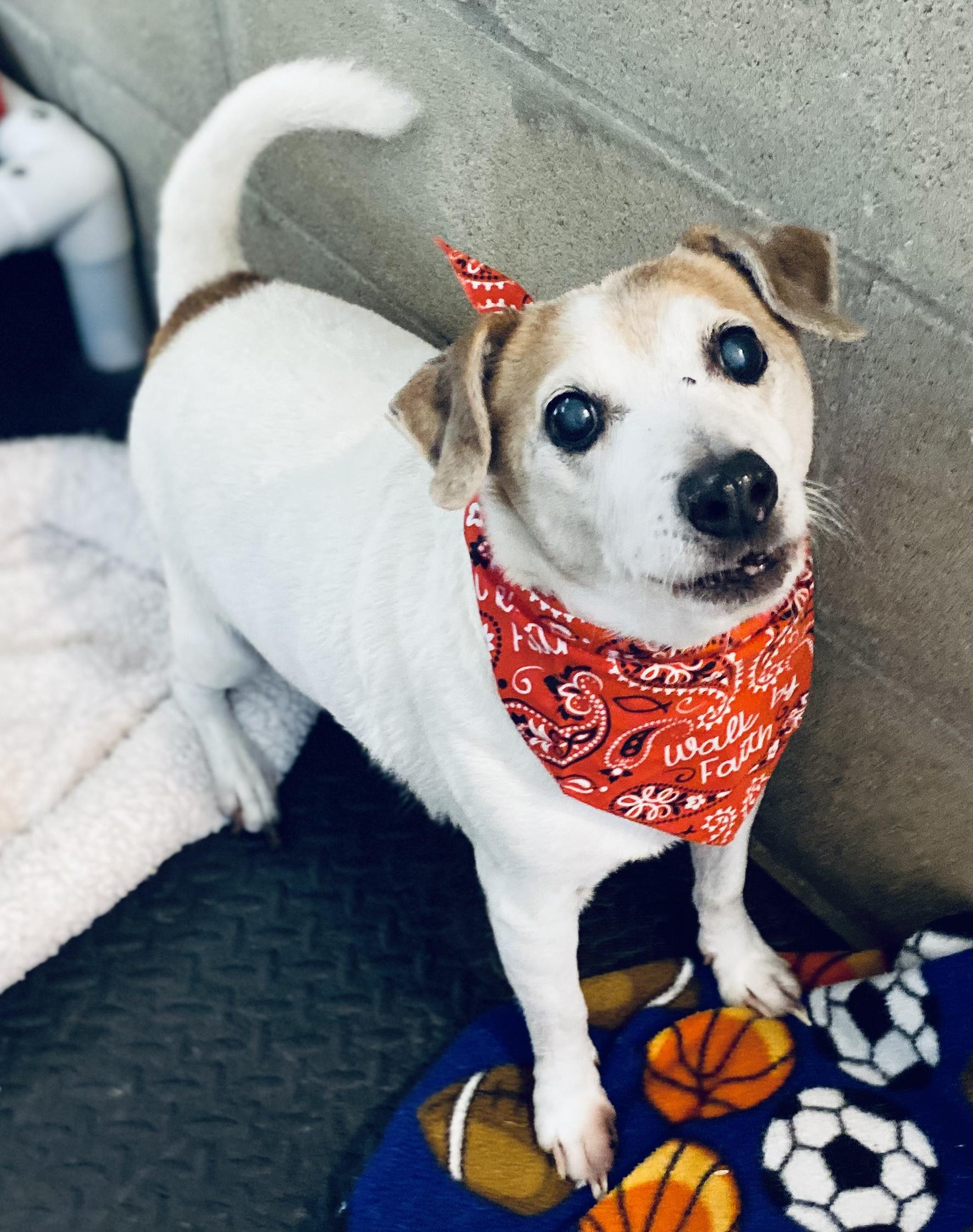 Enlarge Eddie, a Adoptable mixed breed image 3/5