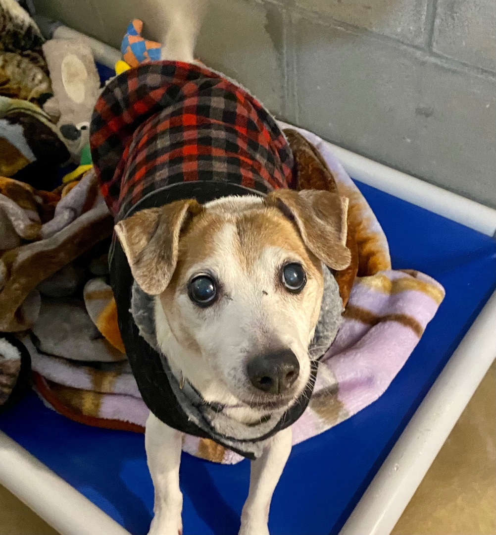 Enlarge Eddie, a Adoptable mixed breed image 4/5