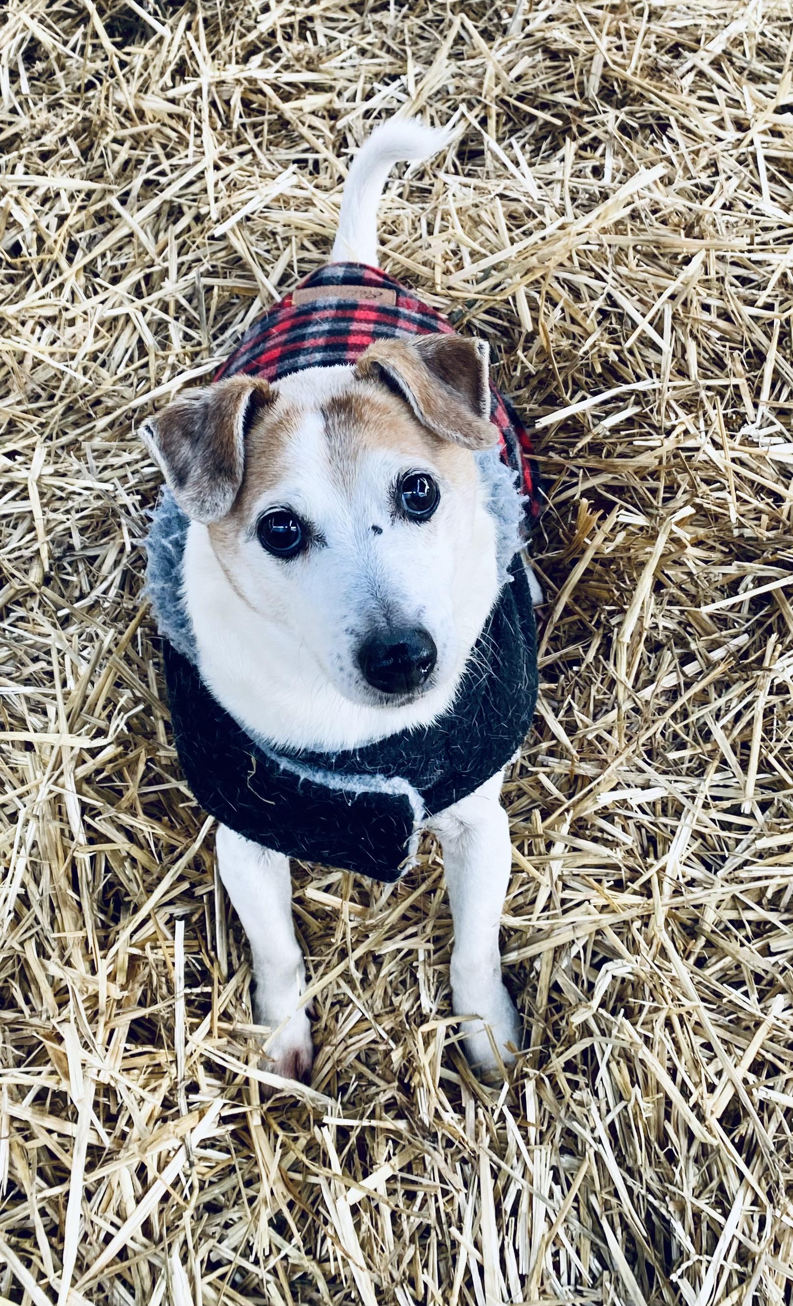 Enlarge Eddie, a Adoptable mixed breed image 5/5